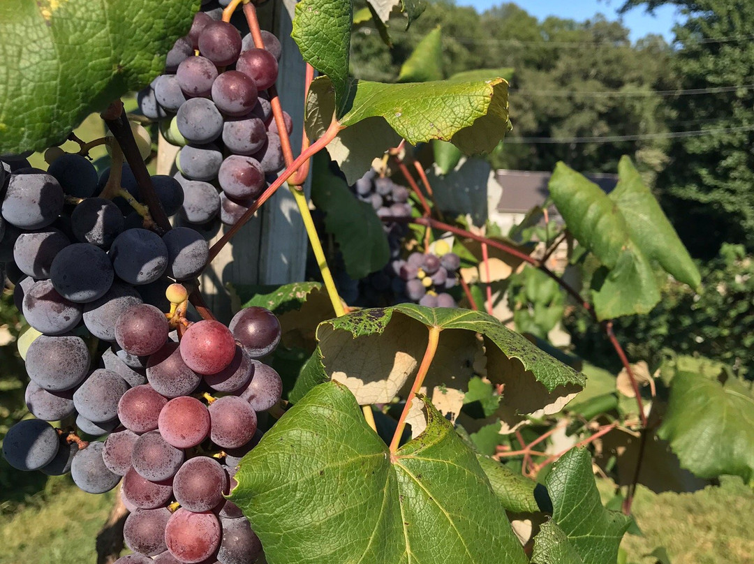 Eagle Fork Vineyards-Hayesville必去景点