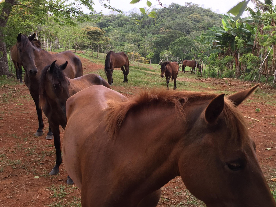 Tropical Organic Farm-Nuevo Chagres必去景点