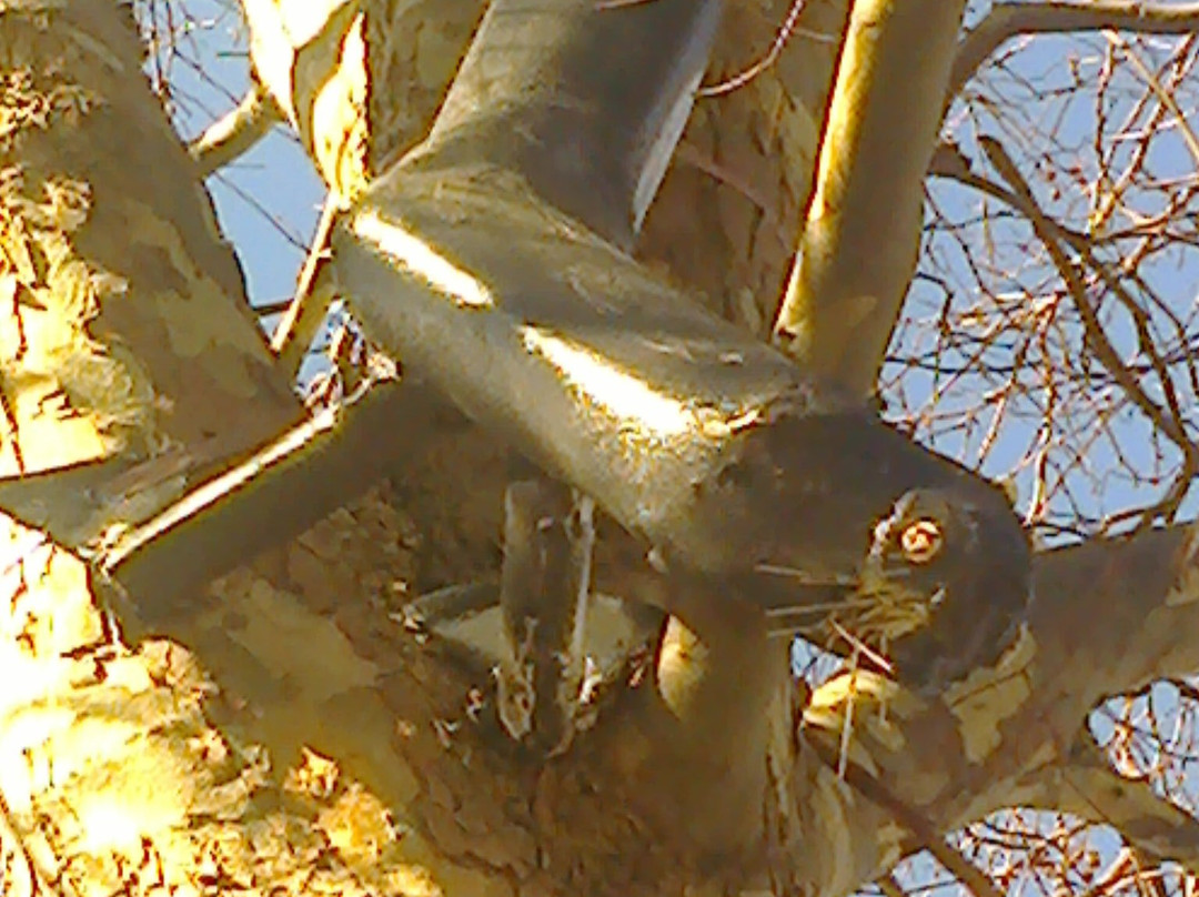 Mystery In The Trees-瓦南布尔必去景点