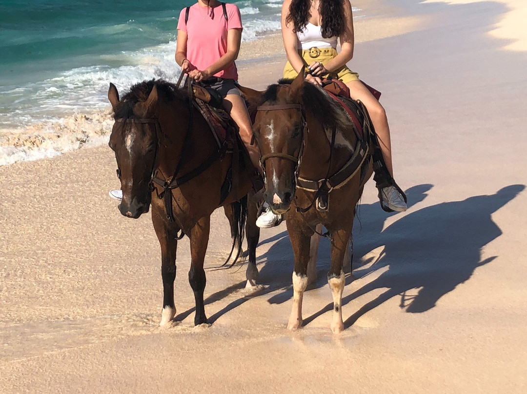 Bermuda's Best Horse Trail Rides and Horses-Warwick Parish必去景点