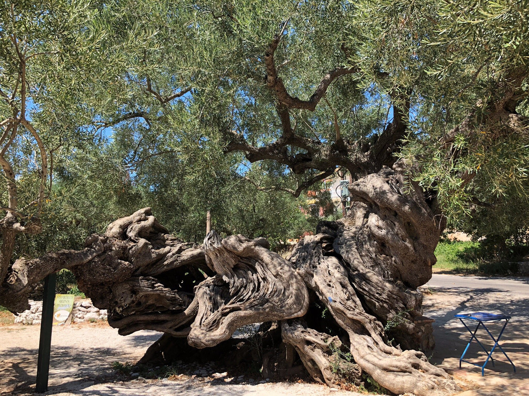 Olive Tree景点图片