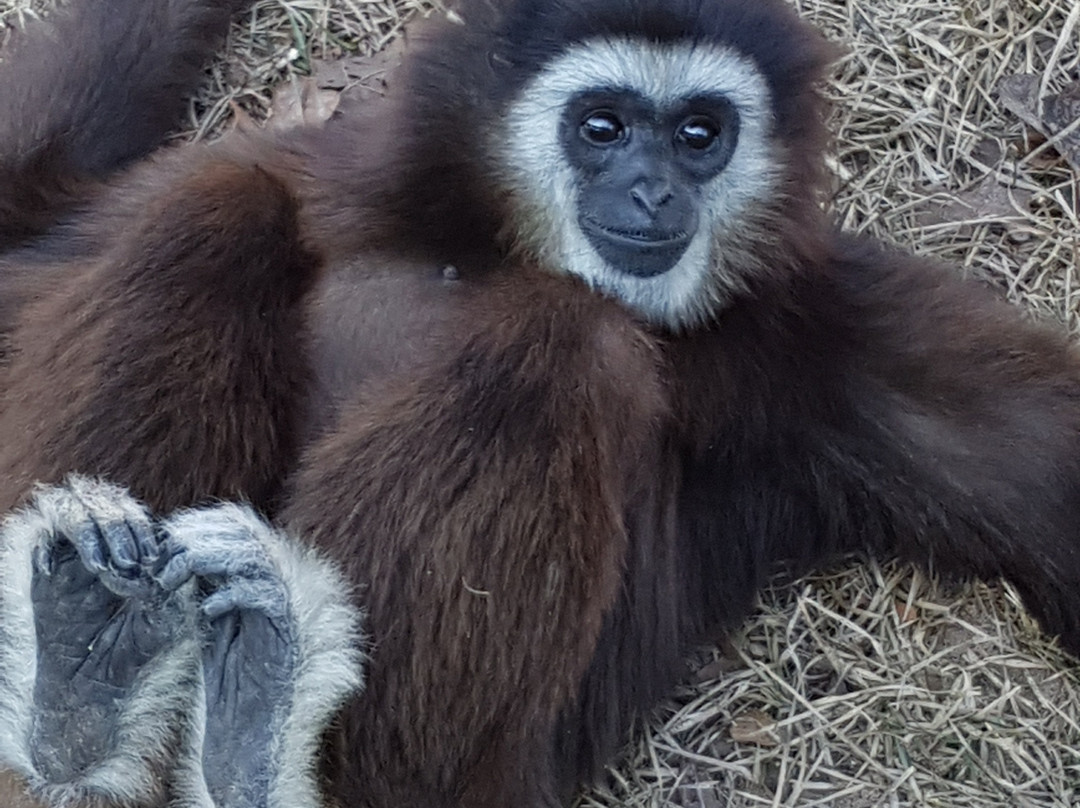 Mini 'S' Exotic Zoo-Mineola必去景点