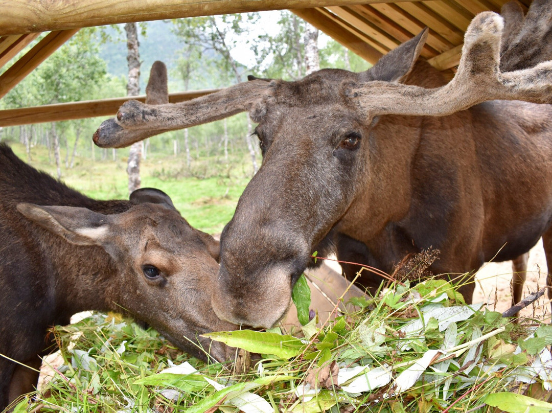 Svartisen Moose景点图片