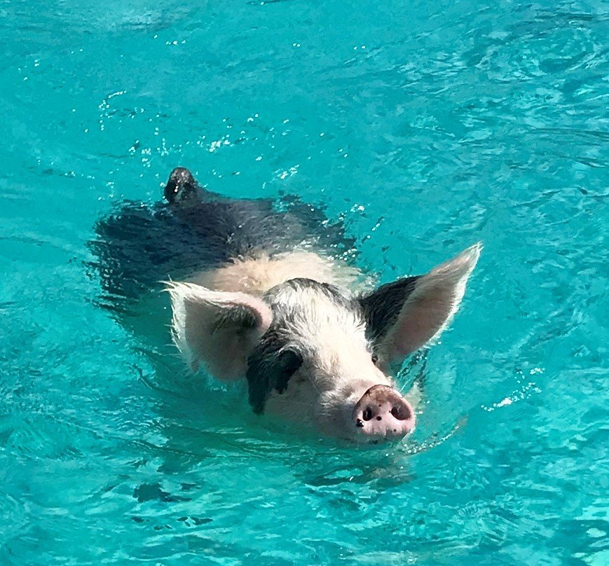 大岛Spa首选度假村主图