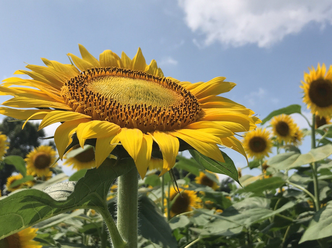 Tsunan Agriculture and Jomon Era Experience Training Hall Najomon-津南町必去景点
