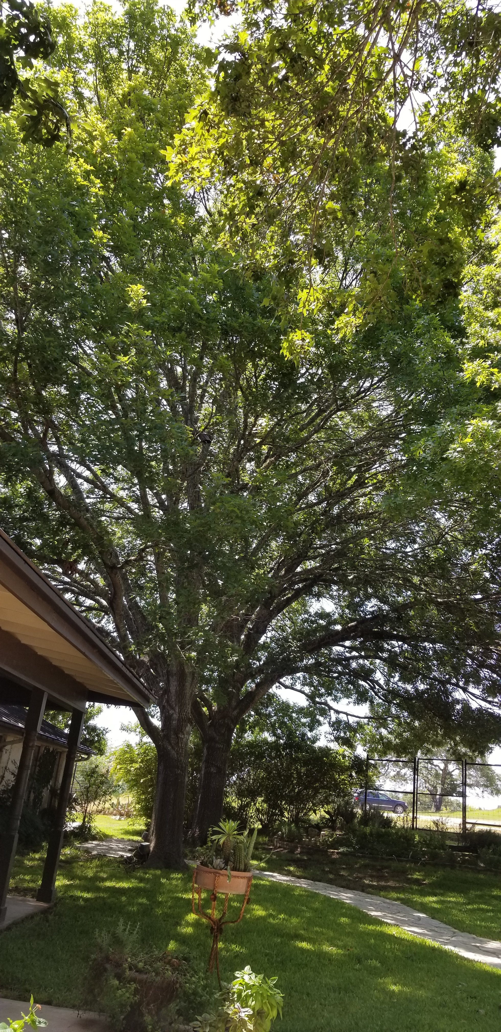 Paniolo Ranch Bed & Breakfast Spa-浴室