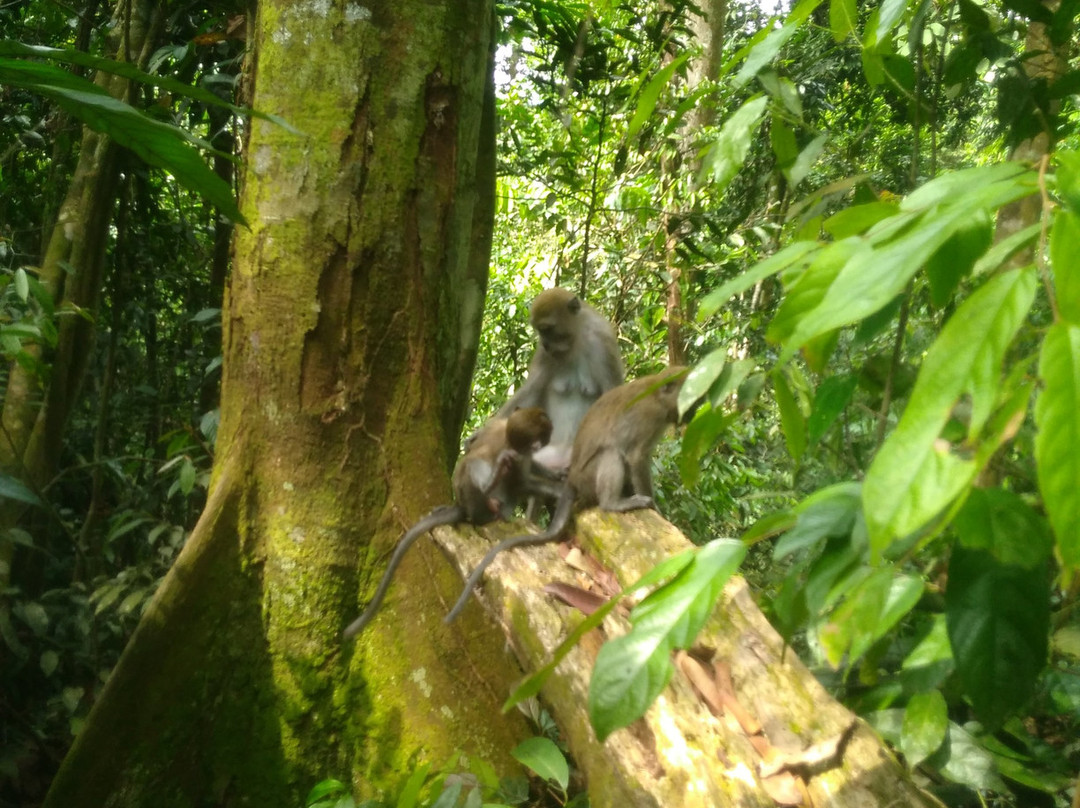 Bukit Lawang Gateway-武吉拉旺必去景点