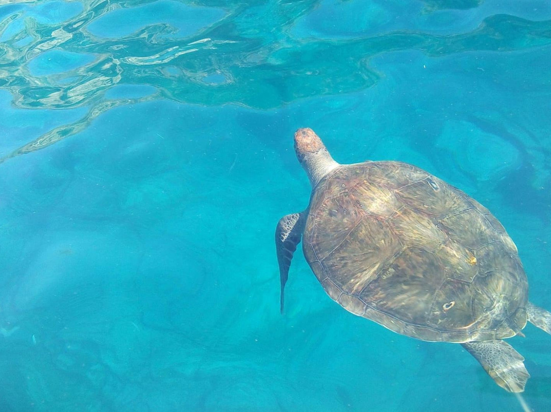 Sea Adventure Dive Club Tenerife-Palm-Mar必去景点