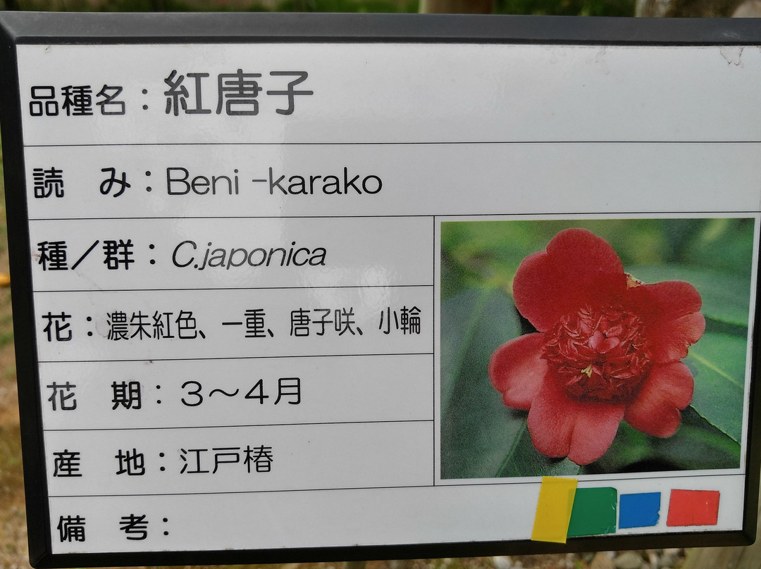 Kurume World Camellia Museum景点图片