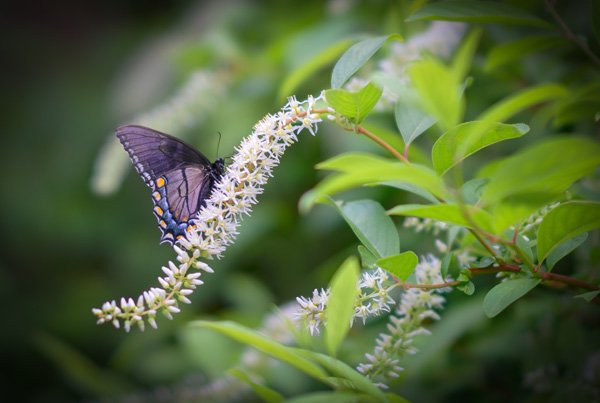 House Mountain Inn主图