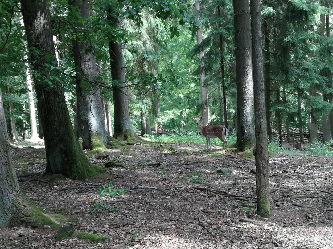 Wildpark Klaushof景点图片