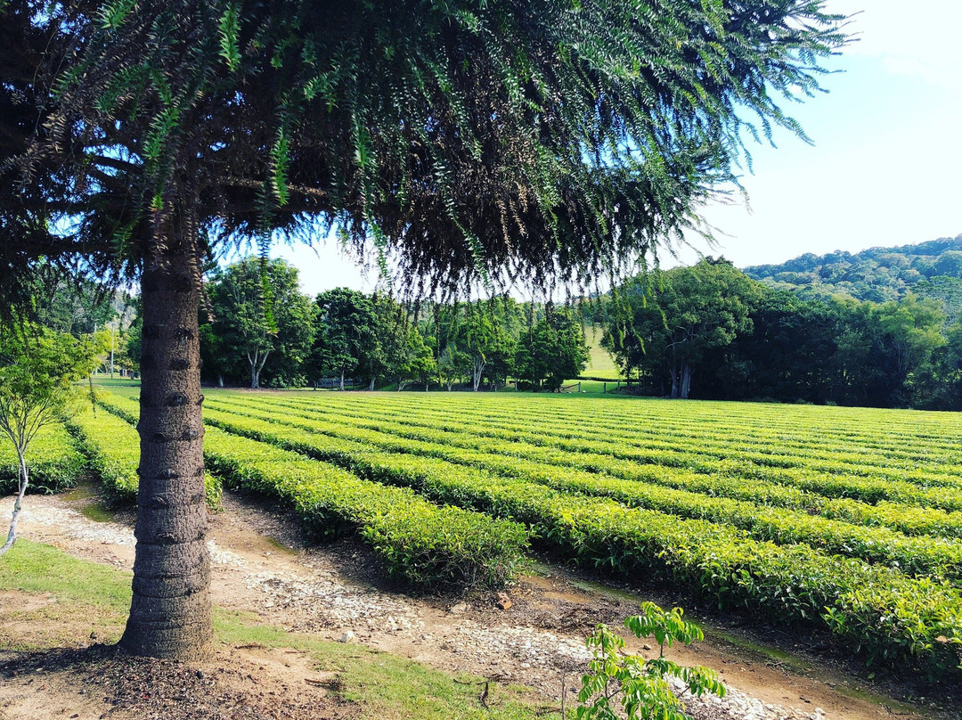 Madura Tea Estates景点图片