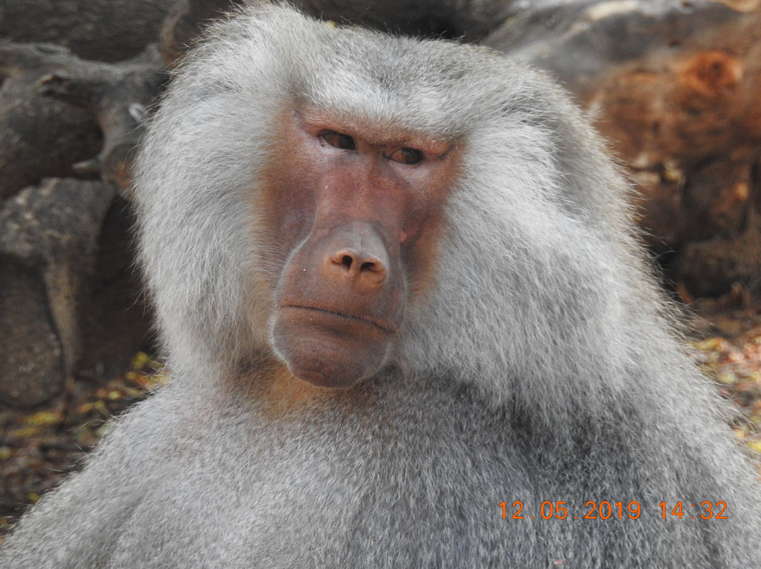 Sri Chamarajendra Zoological Gardens景点图片