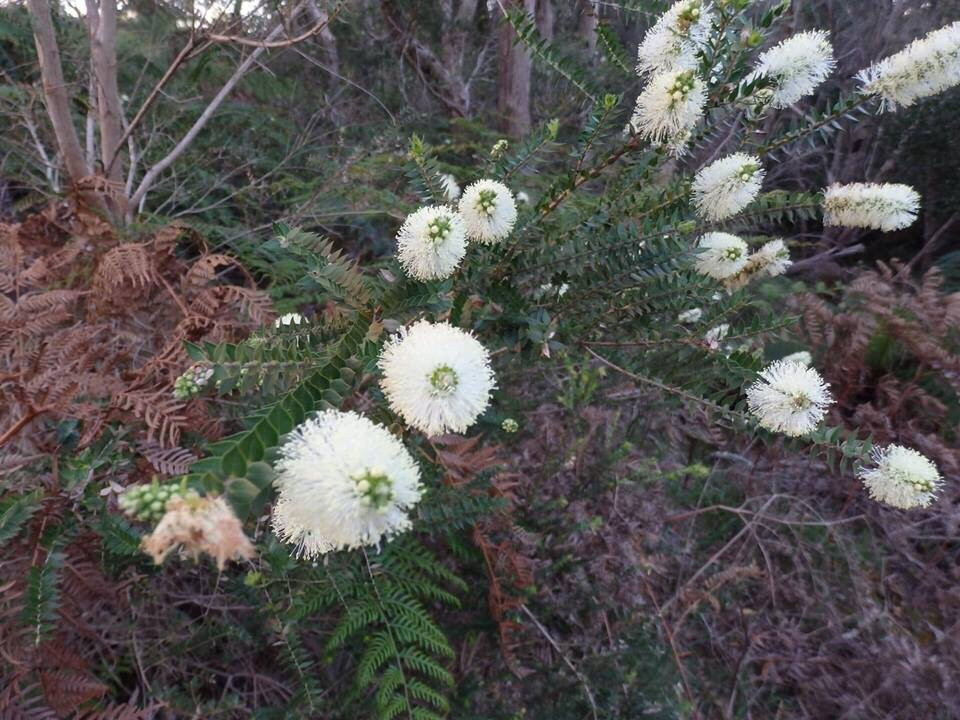 Peninsula Gardens Bushland Reserve景点图片