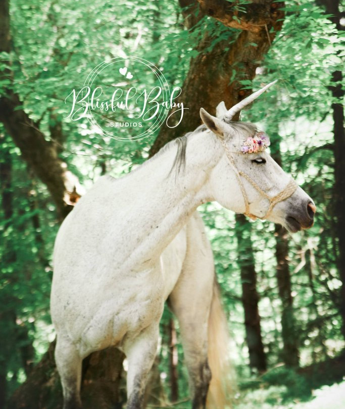 Warrior's Path Riding Stables-金斯波特必去景点