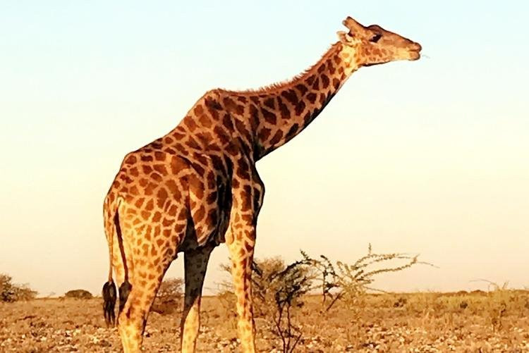 TOM SAFARI NAMIBIA景点图片