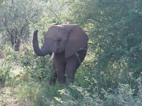 African Safari Adventures-雾观必去景点