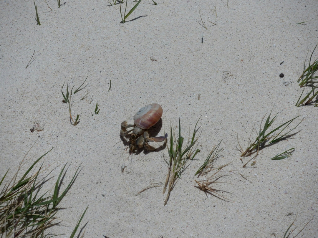 Minamijima-小笠原村必去景点