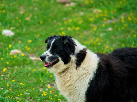 Horesh goat cheese-Kiryat Tivon必去景点