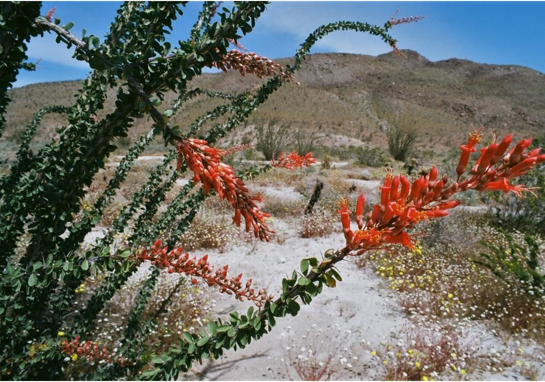 Anza-Borrego Desert State Park景点图片