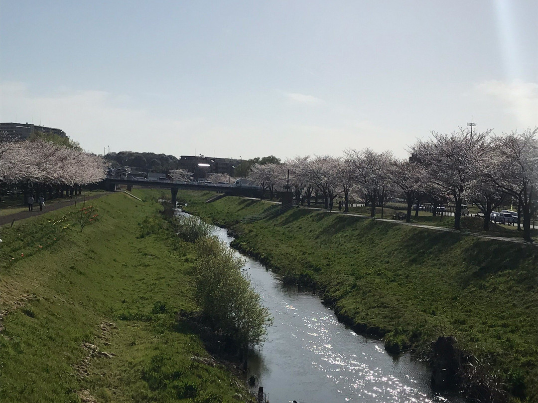 Daihorikawa Riverside Park-柏市必去景点