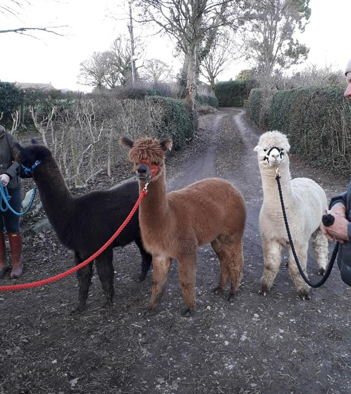 Lindway Springs Alpacas景点图片