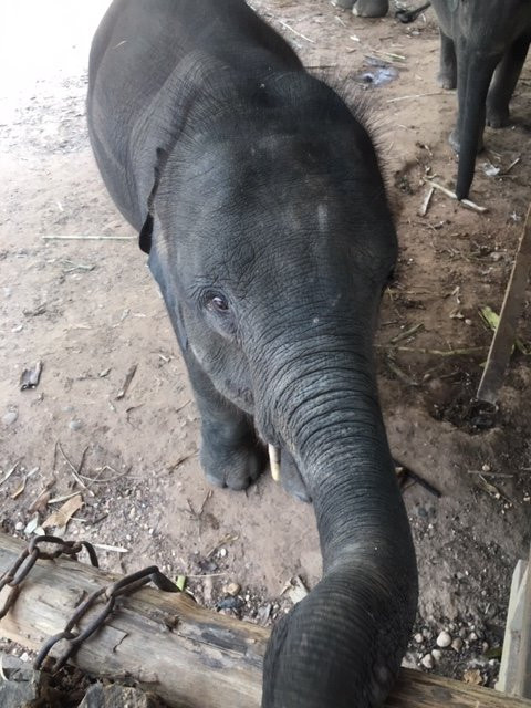 Elephant Adventure Village景点图片