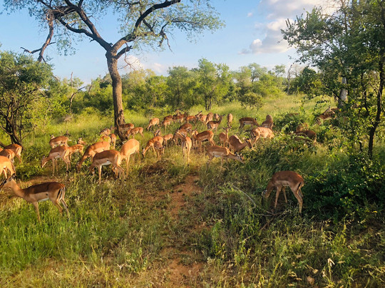 Beyond the Boma主图