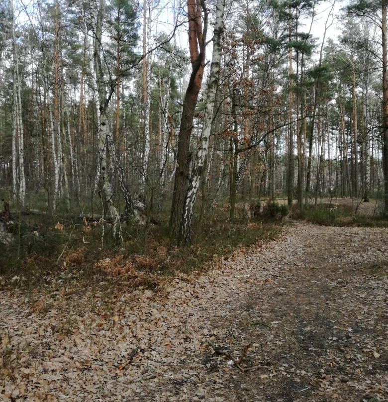 Mazowiecki Park Krajobrazowy景点图片