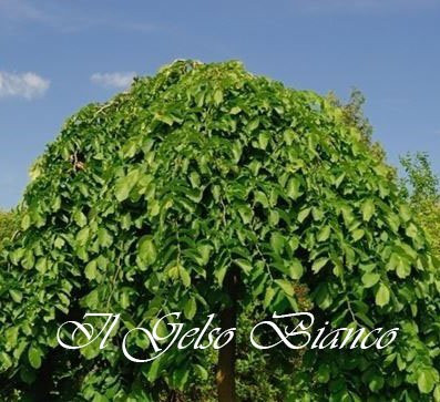 Il Gelso Bianco主图