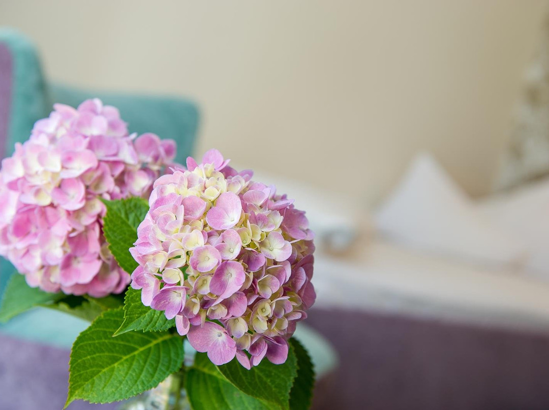 Dermuth Hotels – Hotel Dermuth主图