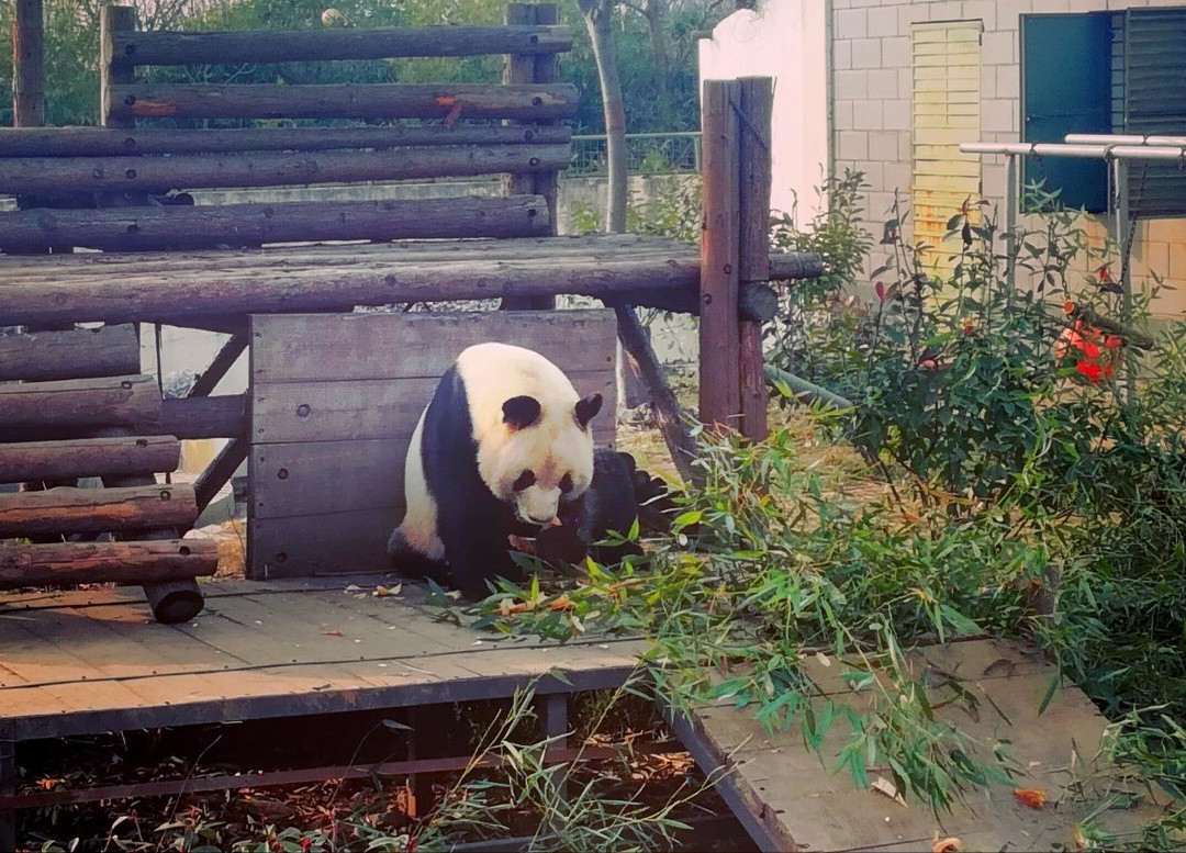 合肥野生动物园景点图片