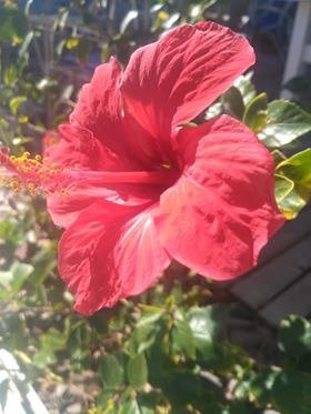 El Primo Hotel Dahab主图