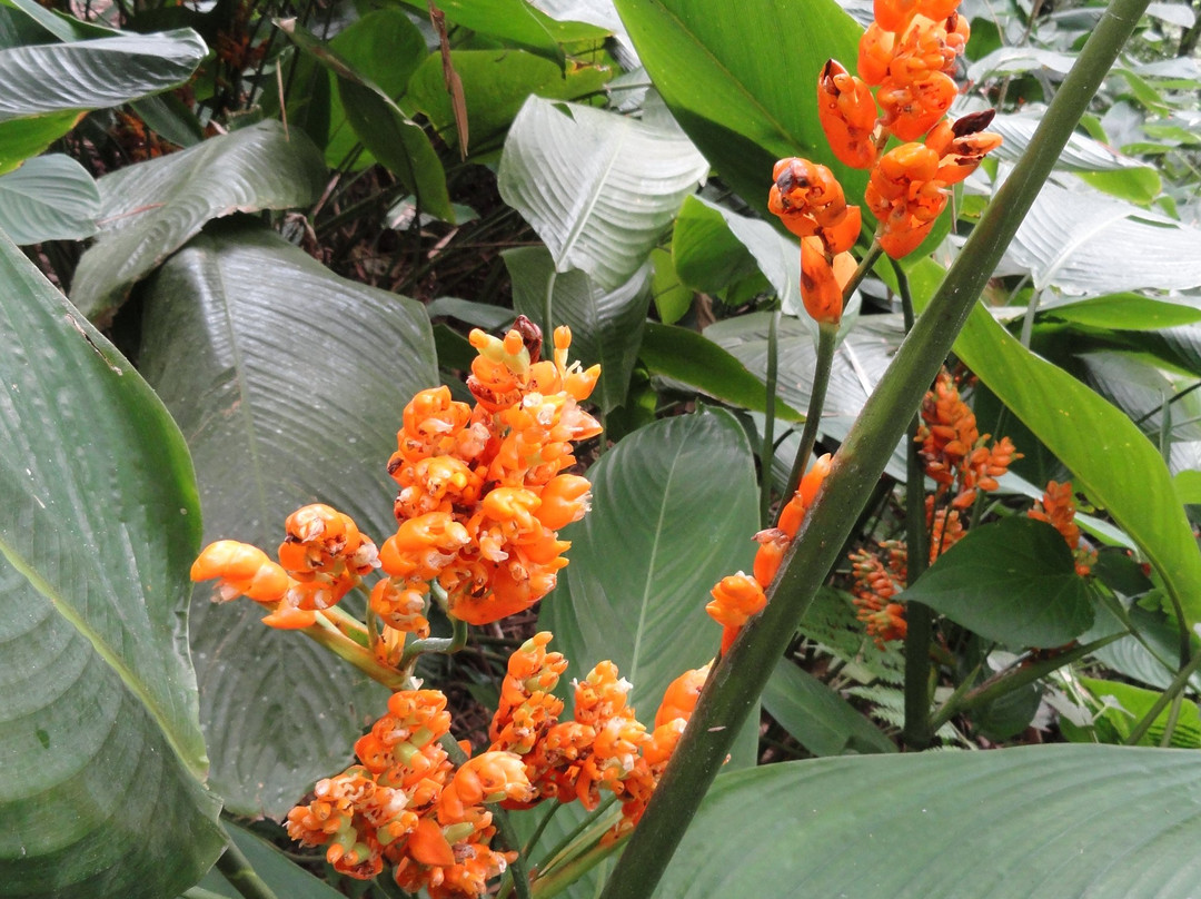 Jardín Botánico del Quindío-Calarca必去景点