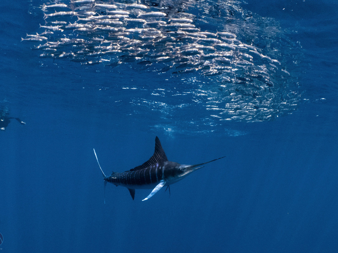 Nomad Diving-拉巴斯必去景点