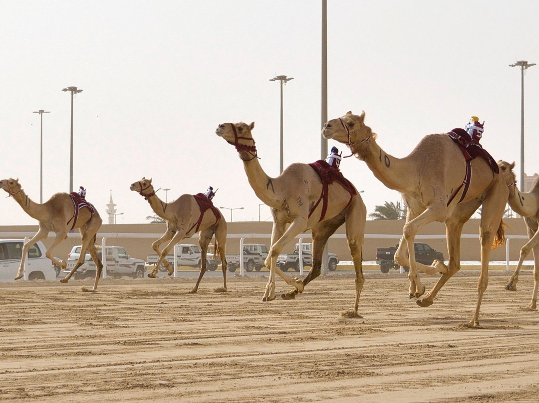 Al Shahaniya Racetrack景点图片