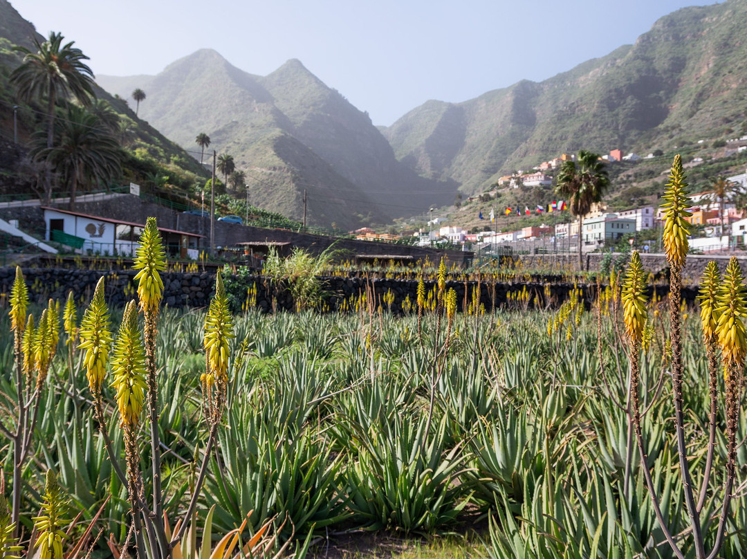 Finca Canarias Aloe Vera-La Gomera必去景点