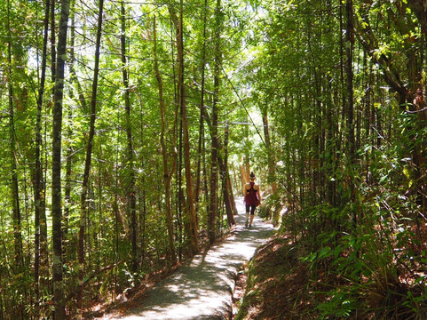 Opua Forest Lookout Track-派希亚必去景点