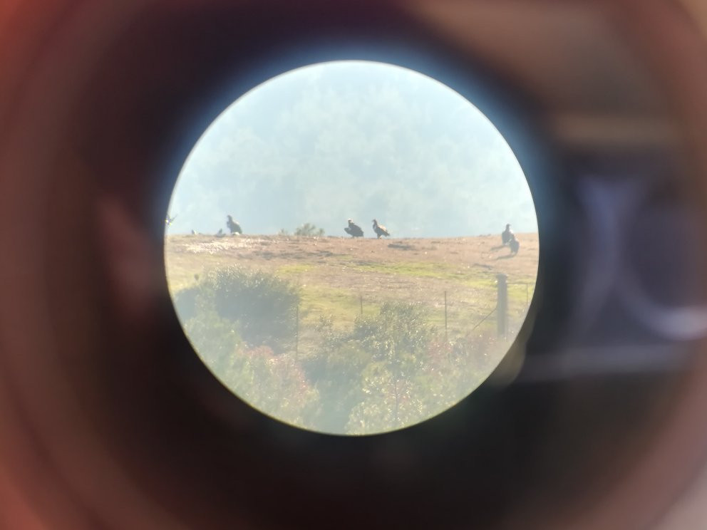 Dadia-Lefkimi-Soufli Forest National Park-Dadia必去景点