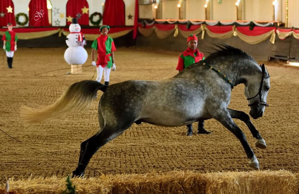 The South African Lipizzaners景点图片