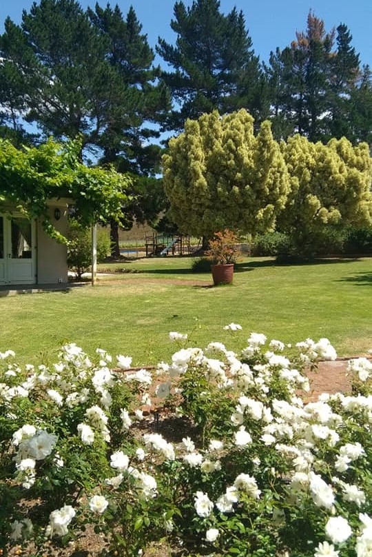 蓝桉国家庄园主图