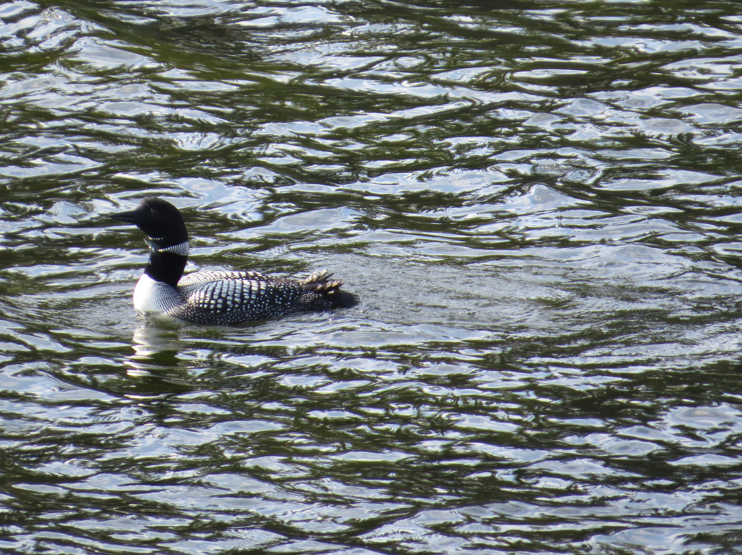 鲁真湖度假酒店&自然中心主图