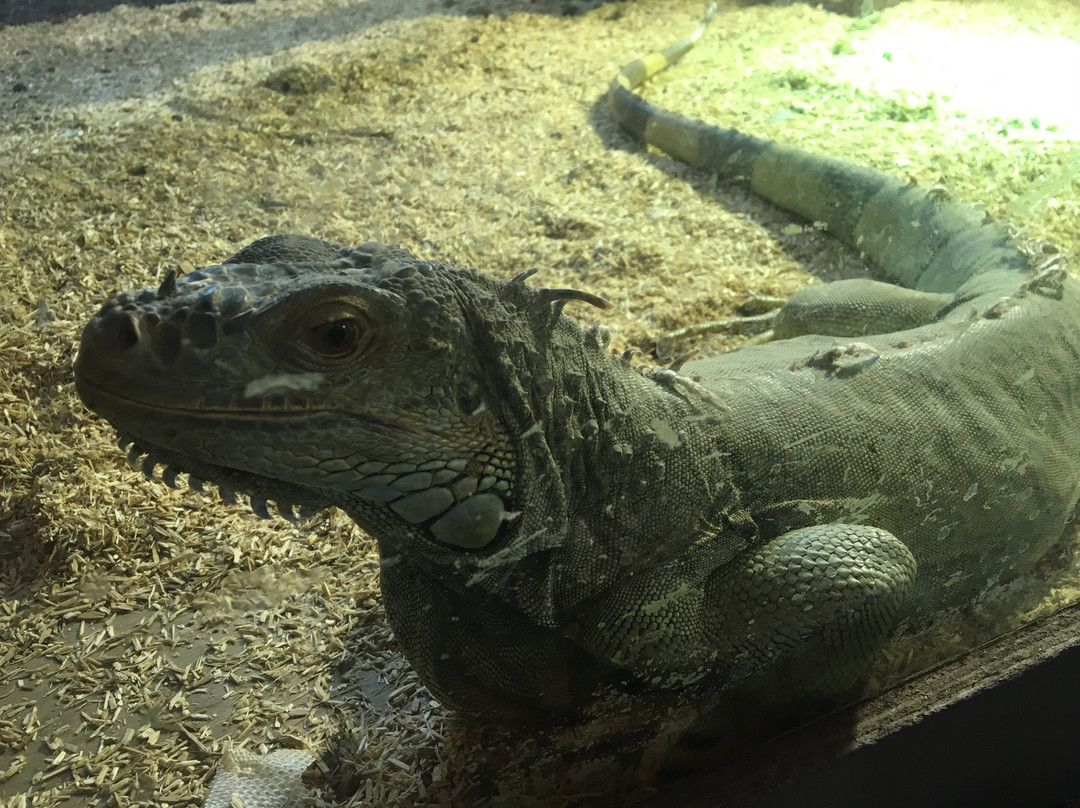 Aquarium-Reptile House-埃泽萨必去景点