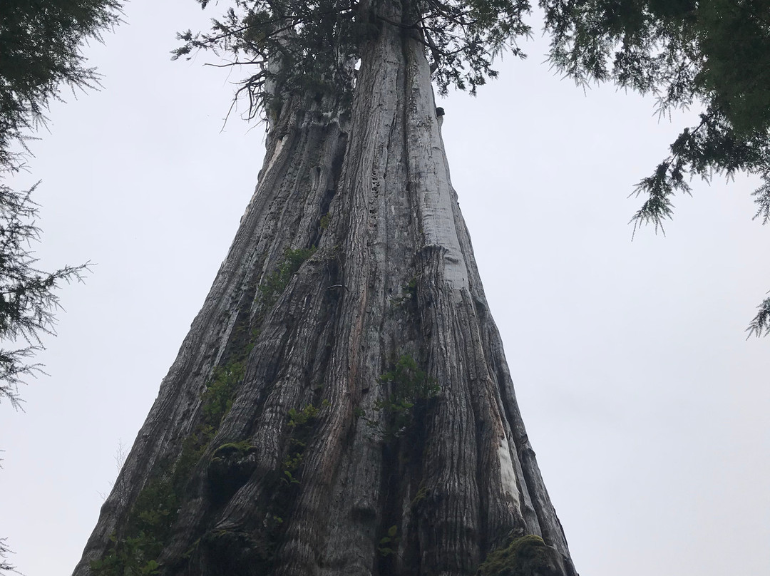 The Duncan Cedar-奥林匹克国家公园必去景点