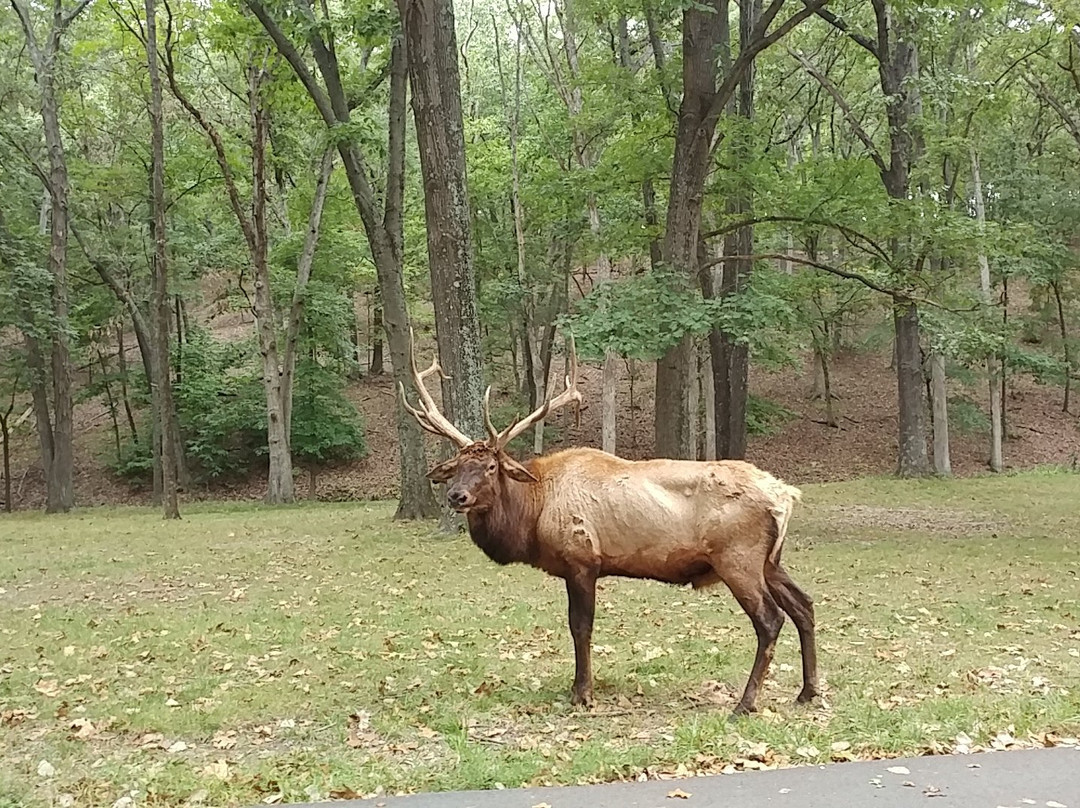 Lone Elk Park景点图片