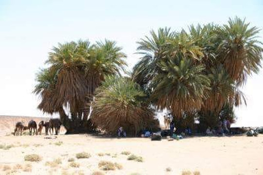 Desert Vibes-迈哈米德必去景点