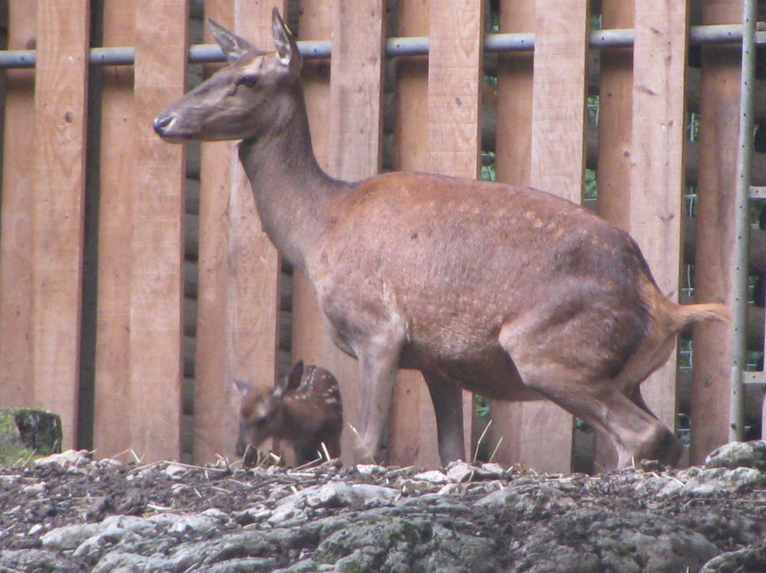 Parc zoologique Bienne-比尔必去景点