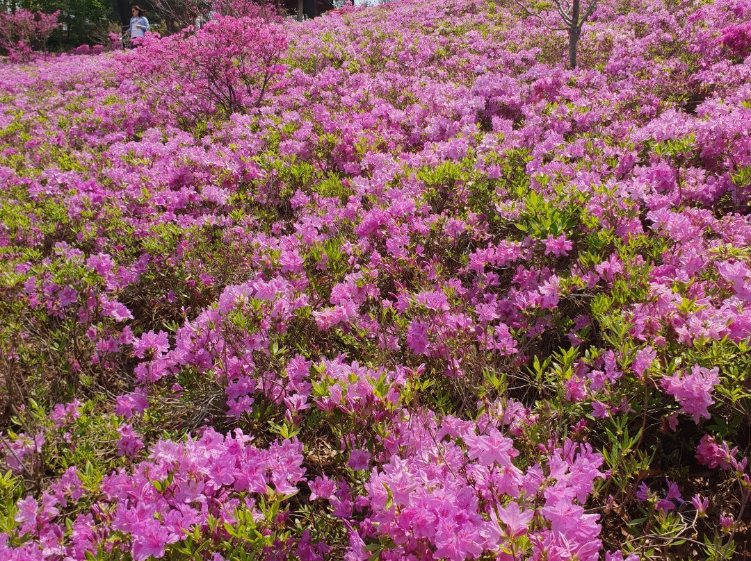 Gogang Prehistoric Relics Park-富川市必去景点
