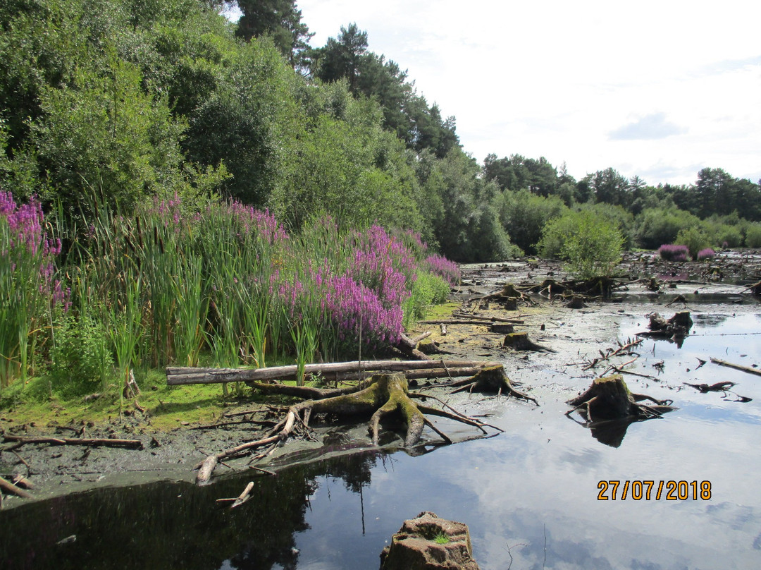 Delamere Forest景点图片