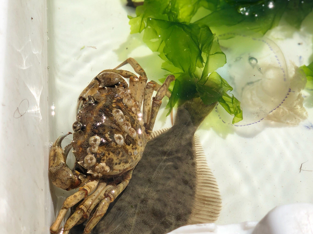 De Zee Leeft-Den Oever必去景点